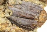 Sandstone with Hadrosaur Teeth, Tendons & Bones - Wyoming #377656-1
